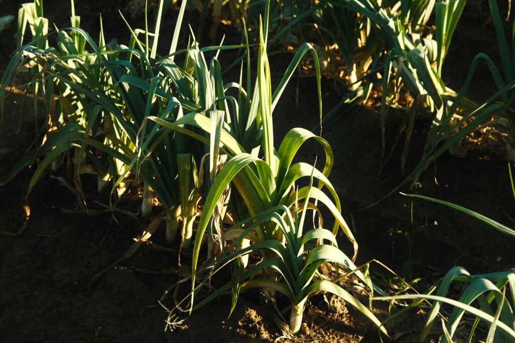 Poireaux : Guide complet pour réussir leur culture en agriculture douce