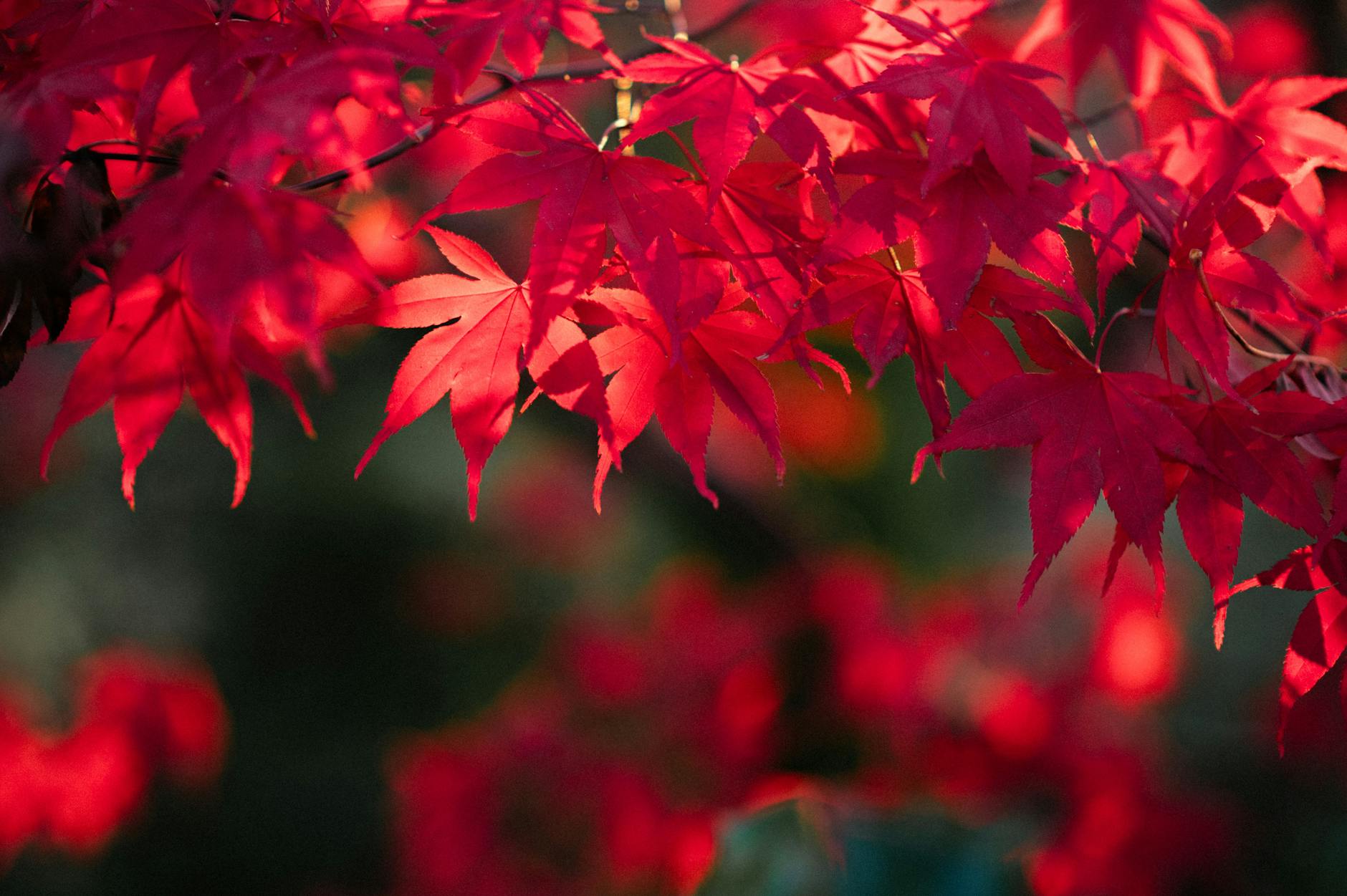 Haricots verts : plantation, entretien, récolte et conservation
