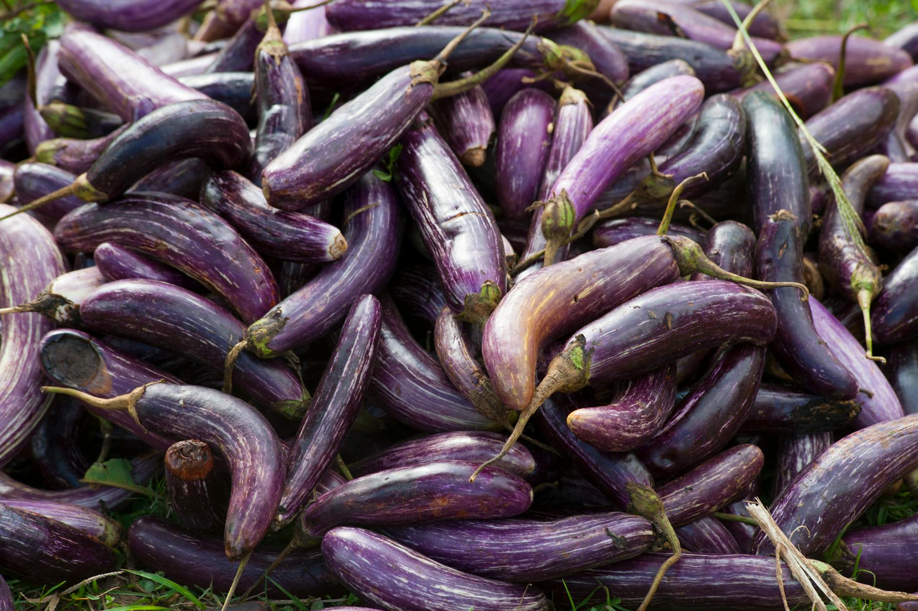 Aubergine : Guide complet pour réussir sa culture en agriculture douce