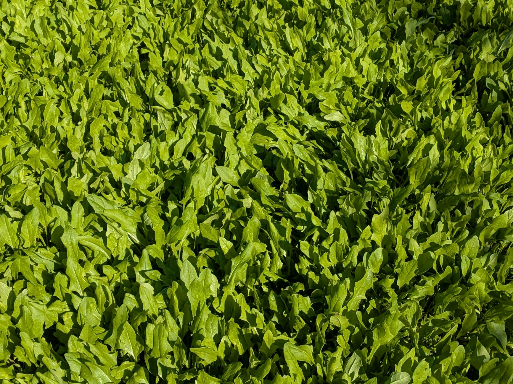 Cultiver la salade : conseils pour un potager sain et gourmand