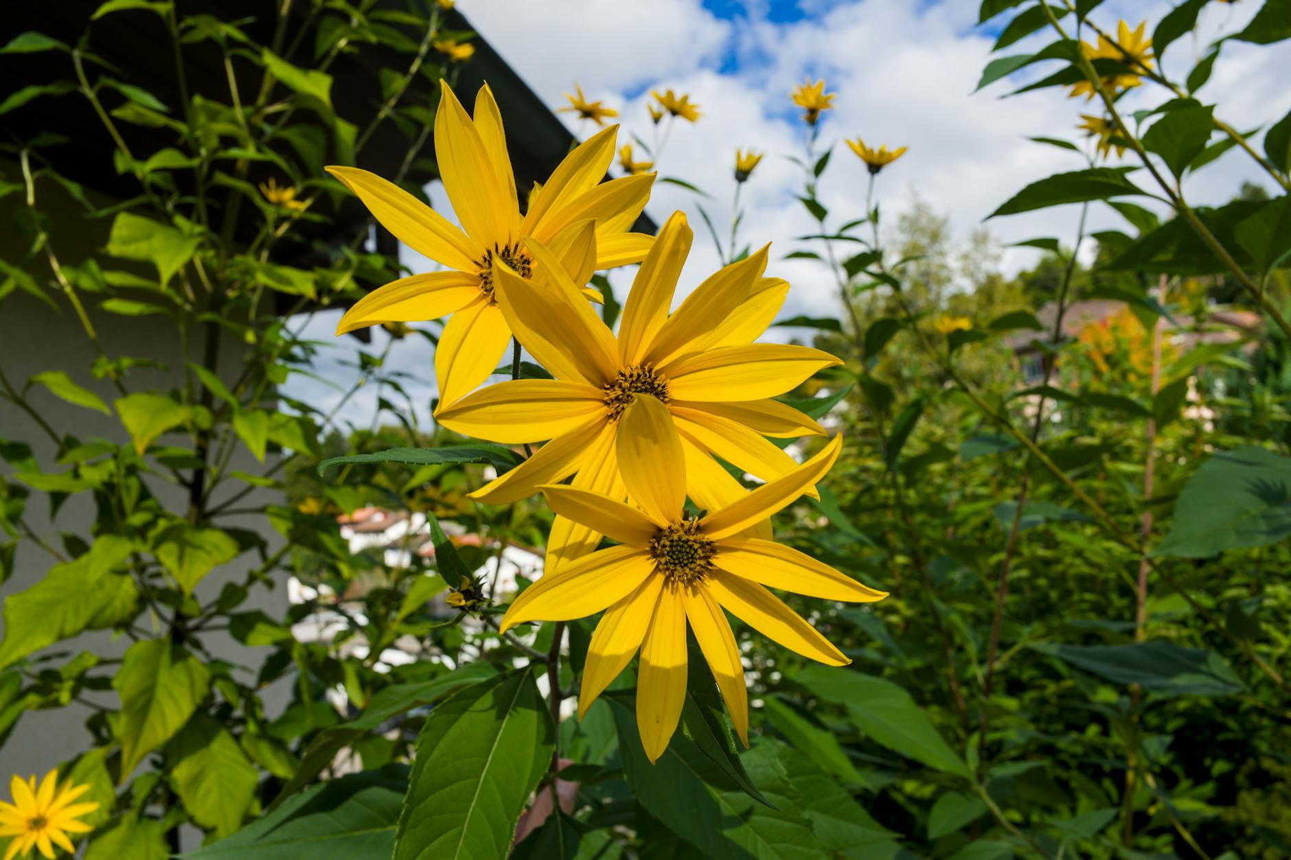 Les bienfaits de la menthe du potager