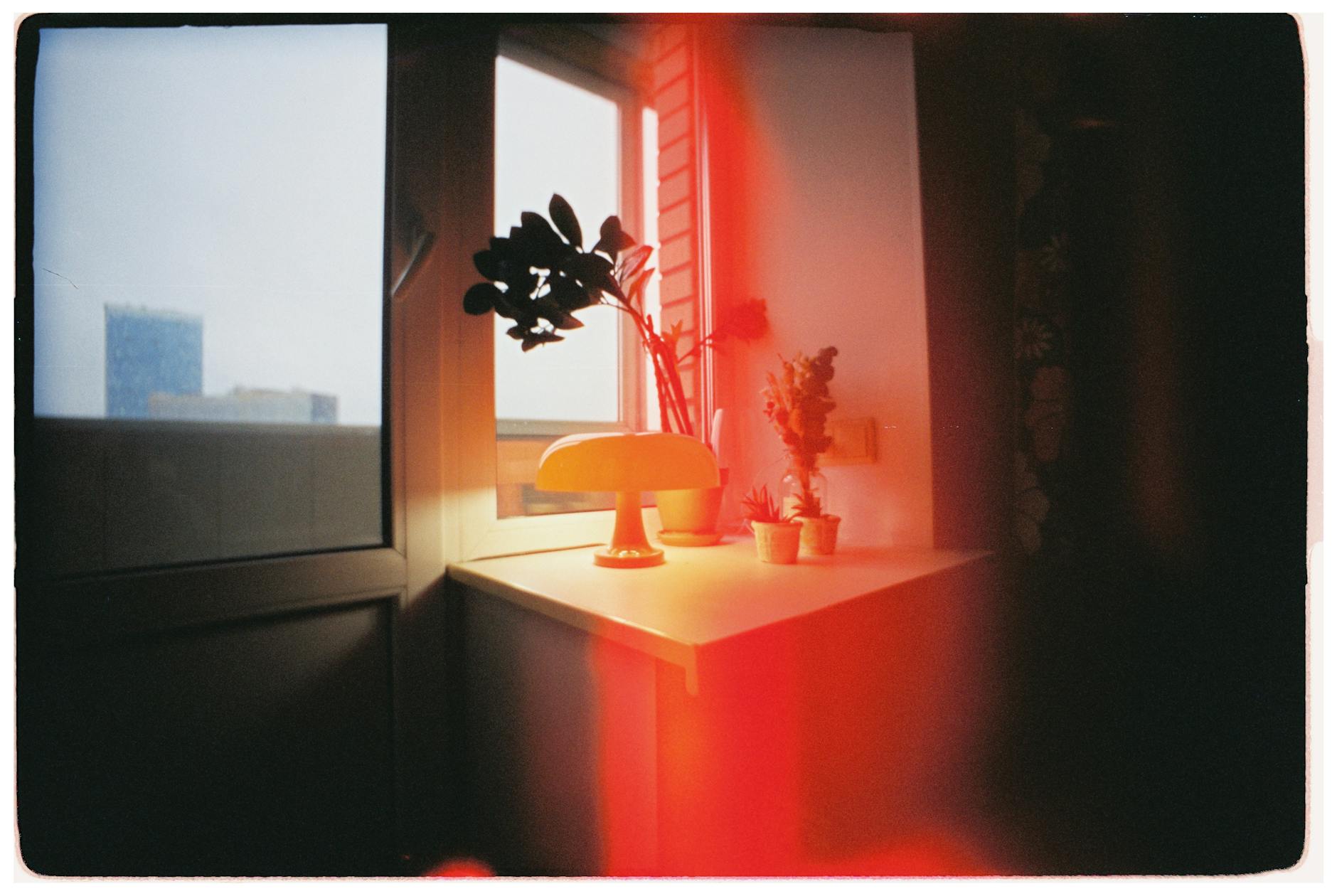 Poireaux : conseils pour une culture respectueuse et une récolte réussie