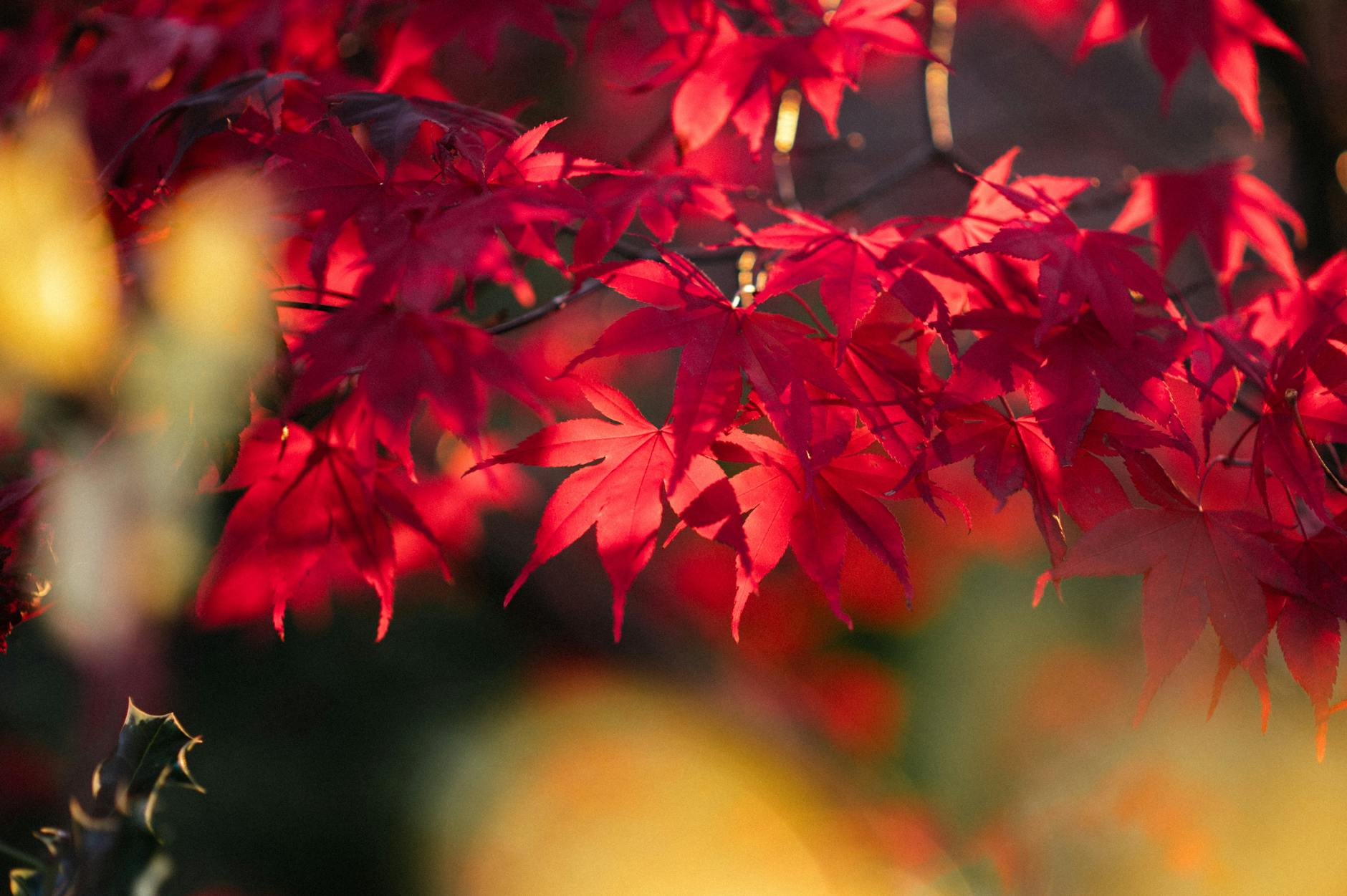 Capucine grimpante : conseils pour réussir sa culture respectueuse du vivant
