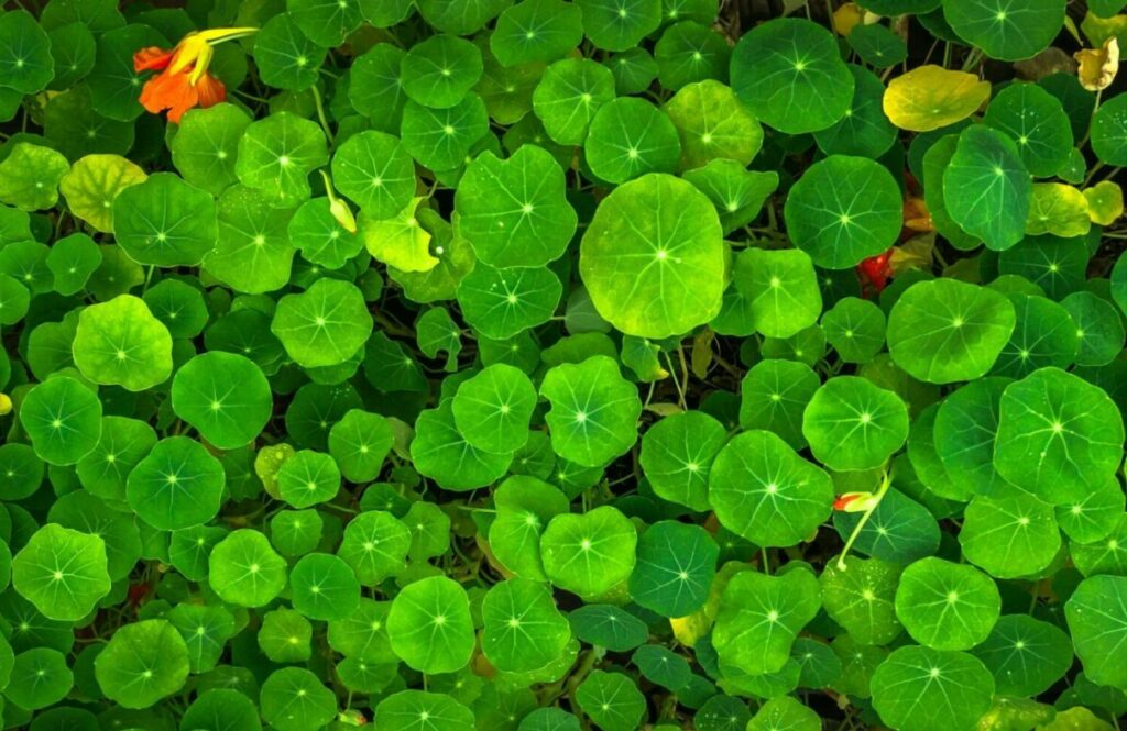 Capucine grimpante : le guide complet pour réussir sa culture