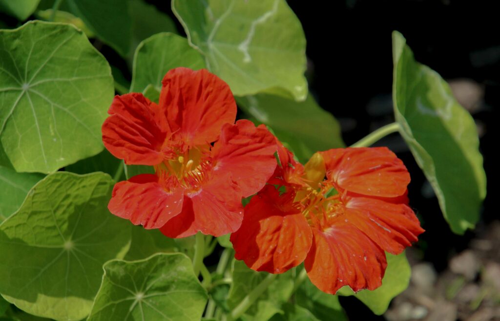 Recettes gourmandes avec les fleurs et les feuilles de Capucine