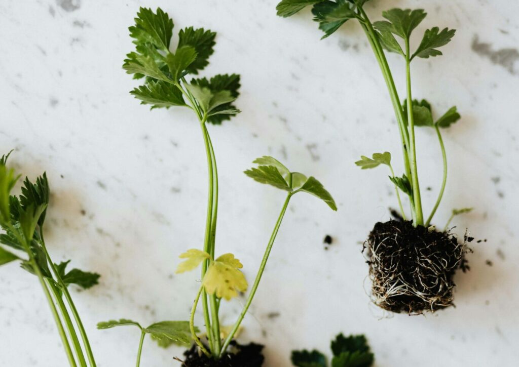 Comment cultiver le persil au potager