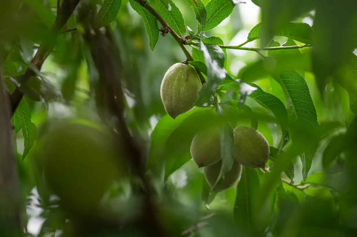 Amandier : le guide complet pour le cultiver et le tailler 2026