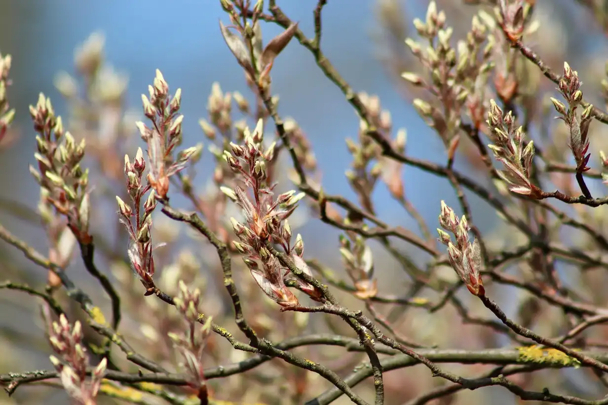 Amélanchier : maladies et problèmes, solutions naturelles