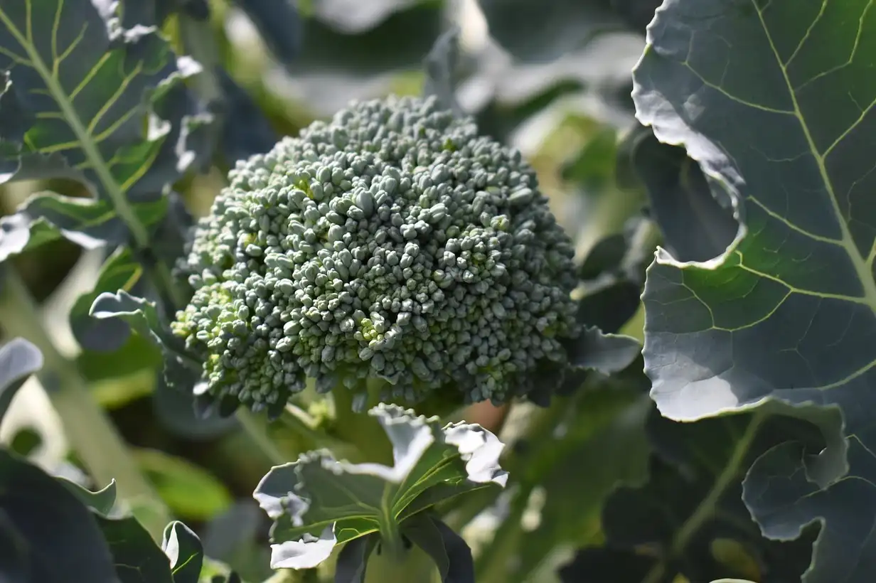 Brocoli : bien récolter et conserver pour en profiter longtemps