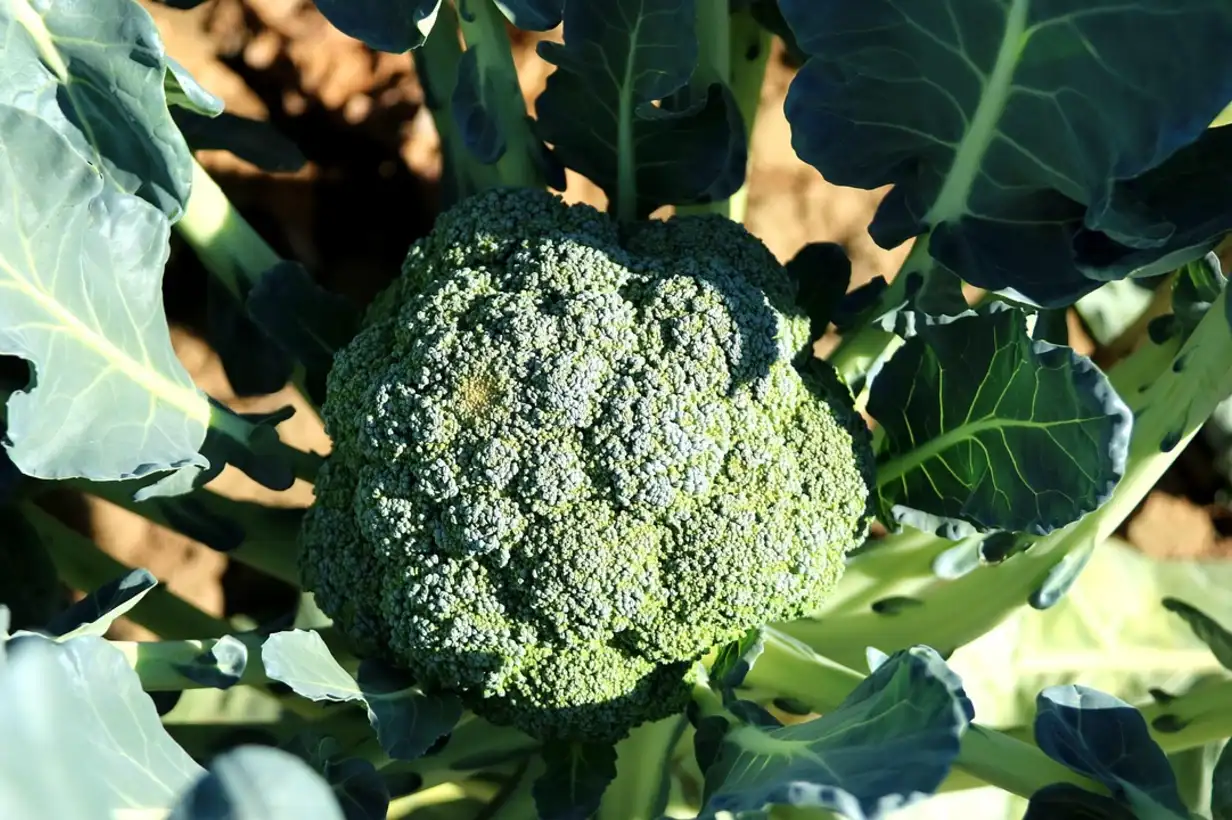 Brocoli : guide complet pour bien le cultiver au potager 2026