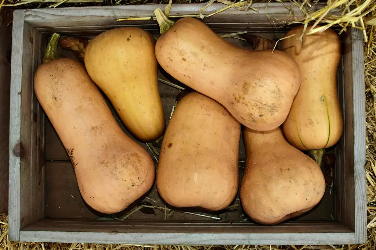 Butternut : bien récolter et conserver vos courges tout l’hiver