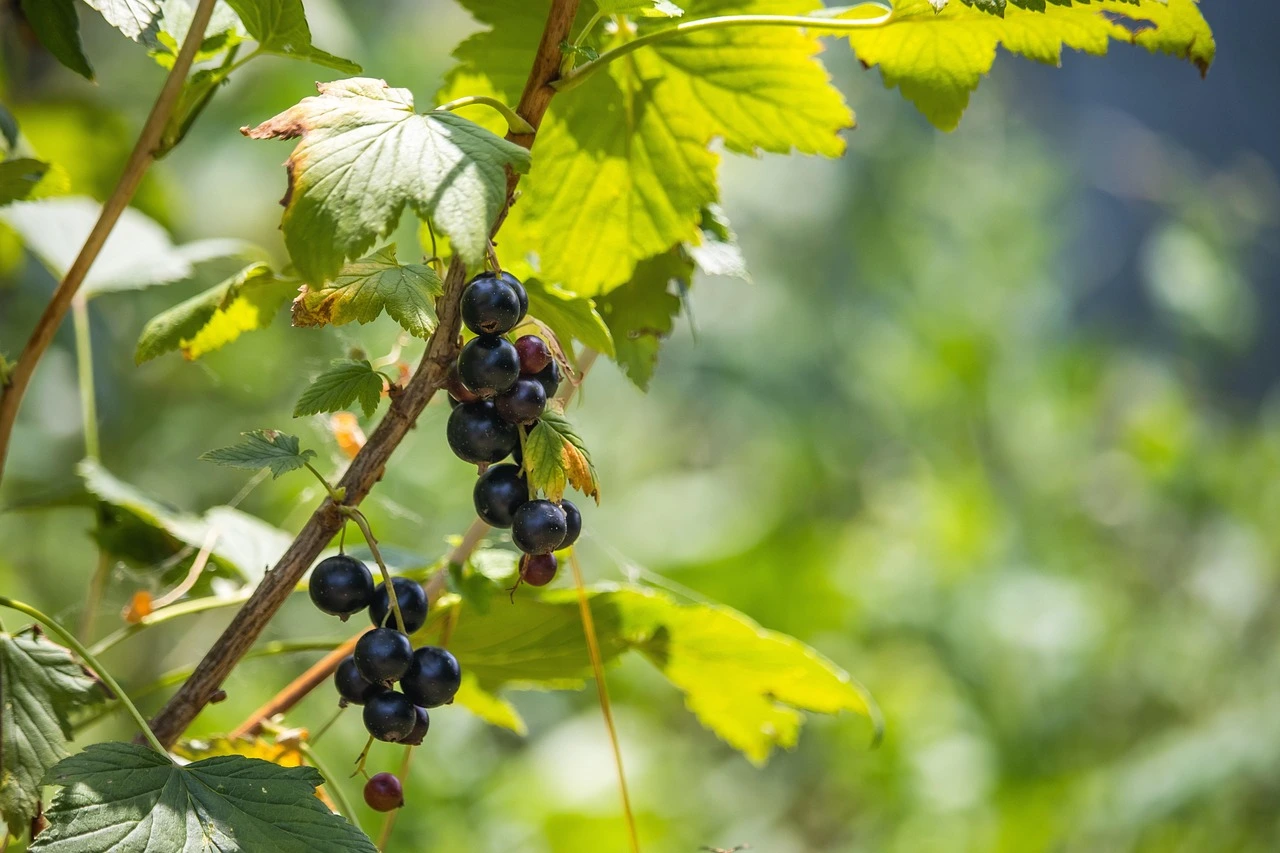 Cassissier : le guide complet pour réussir sa culture 2026