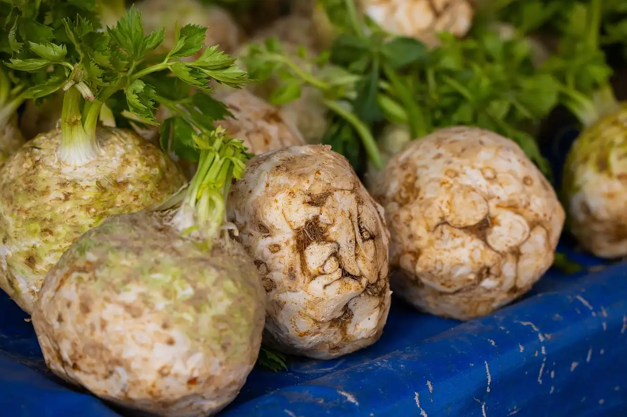 Céleri-rave : guide complet de culture et récolte 2026