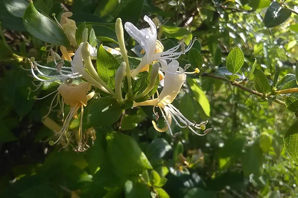 Chèvrefeuille : 7 erreurs à éviter pour une floraison abondante