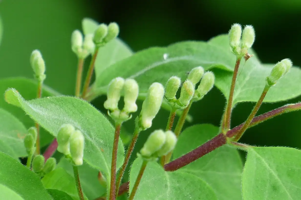 Chèvrefeuille comestible : bienfaits, culture et récolte des baies