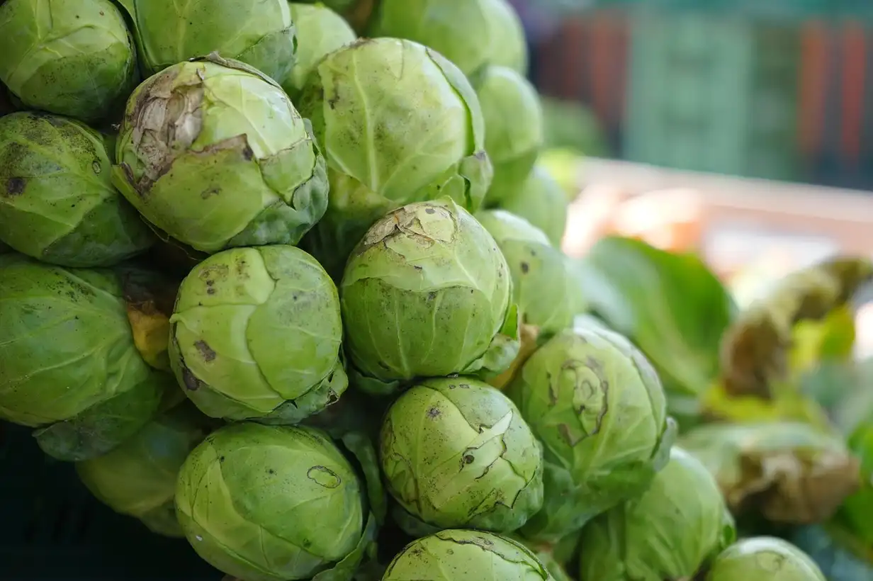 Chou de Bruxelles : 7 variétés à choisir pour votre potager