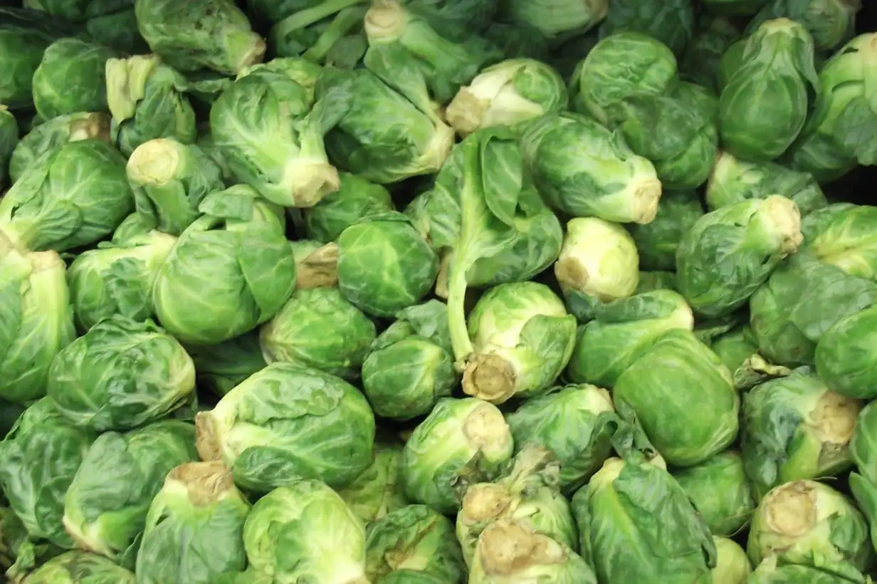 Chou de Bruxelles : maladies et ravageurs, solutions naturelles