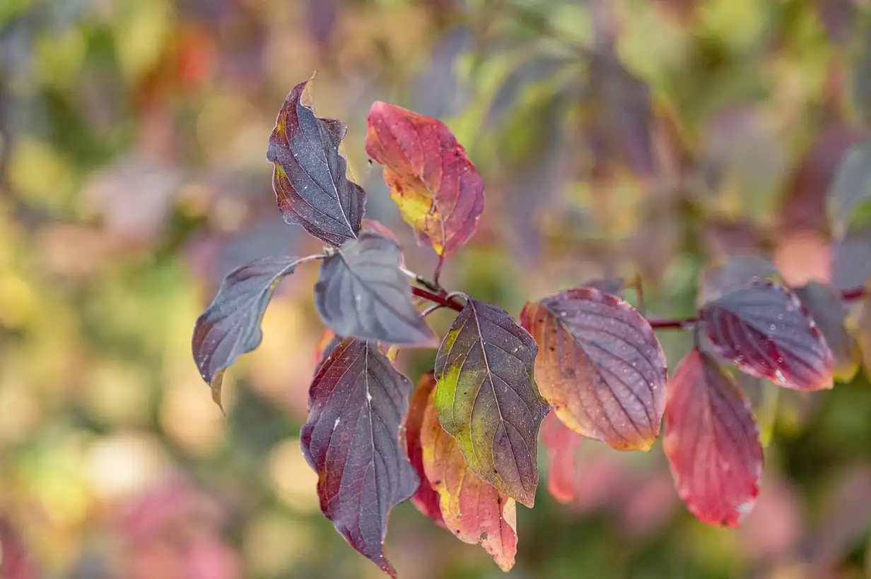 Cornouillers décoratifs : 7 idées pour un jardin coloré