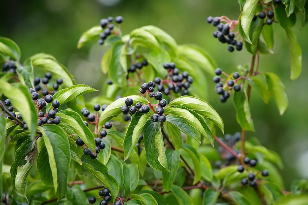 Cornouillers et biodiversité : créer une haie vivante en 2026