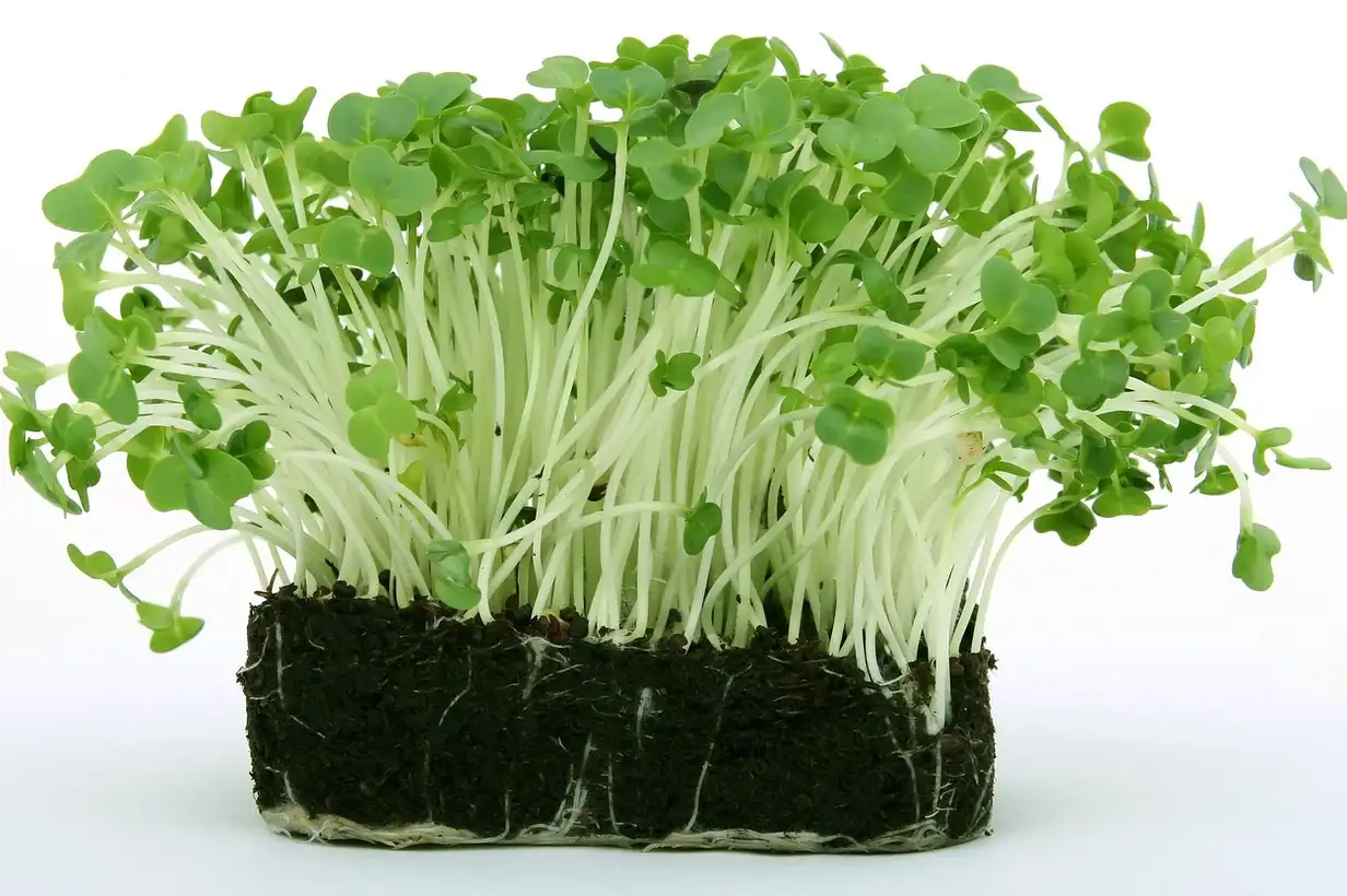 Cresson : récolter, conserver et profiter de ses bienfaits