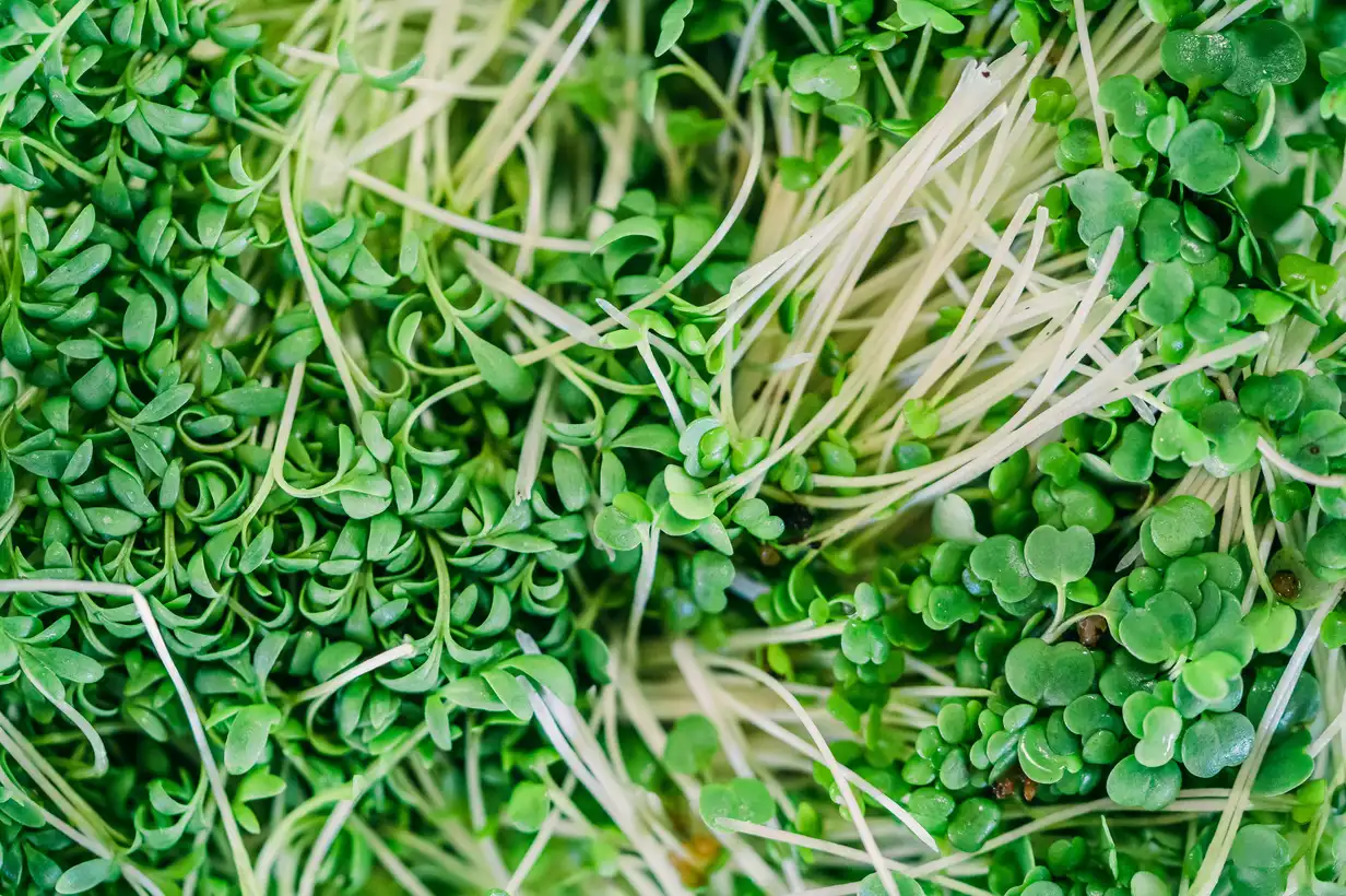 Cresson : variétés à choisir et conseils de culture 2026