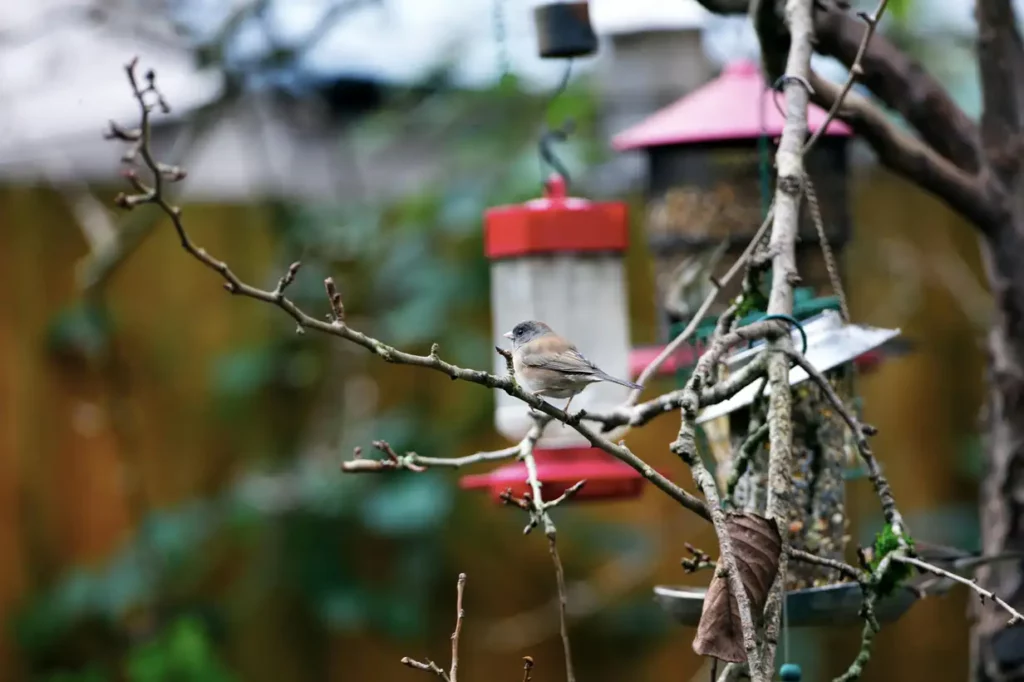 Décembre au jardin : aider la faune utile pendant l’hiver