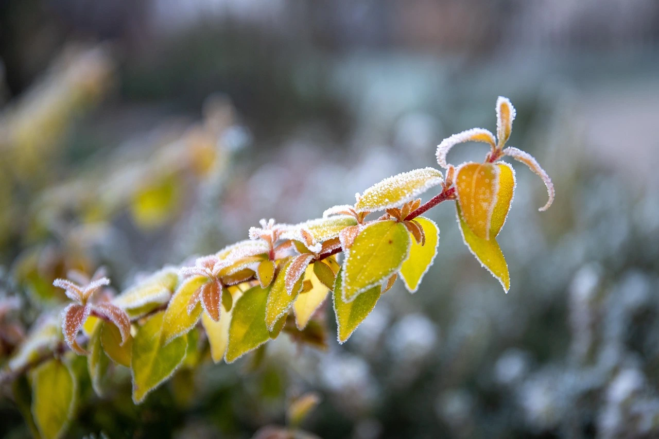 Décembre au jardin : le guide complet des travaux pour préparer la saison 2026