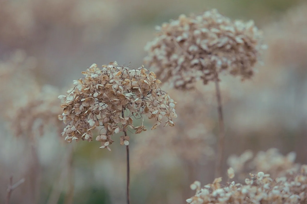 Décembre au jardin potager : 15 travaux essentiels pour l’hiver
