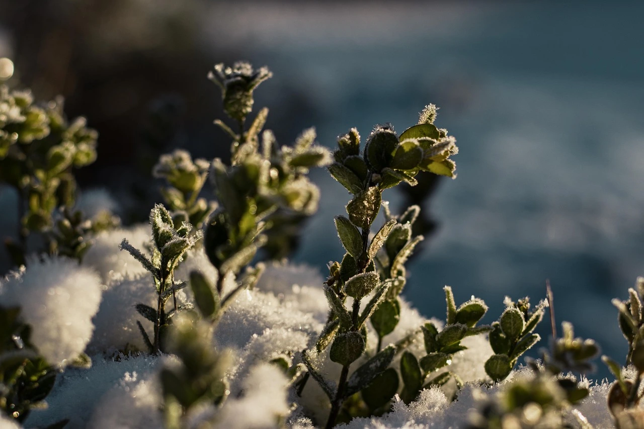 Décembre au jardin : protéger vos plantes du froid naturellement