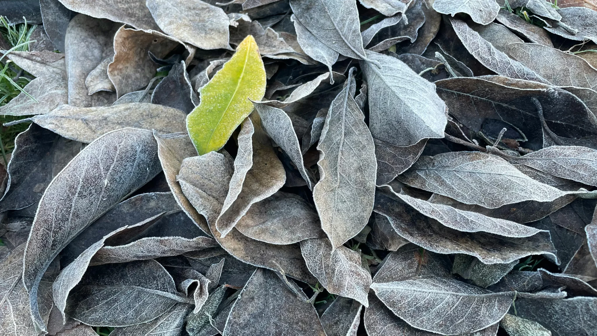 Décembre au potager : 15 travaux essentiels pour un jardin prêt en 2026