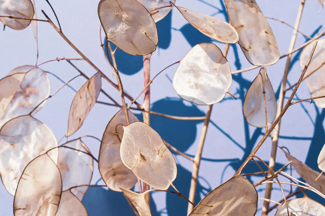 Des alternatives écologiques au sapin de Noël inspirées du jardin : déco naturelle pour petits espaces