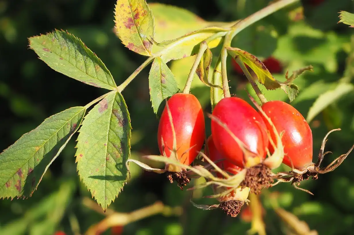 Églantier : 7 bienfaits des cynorhodons pour la santé et la cuisine
