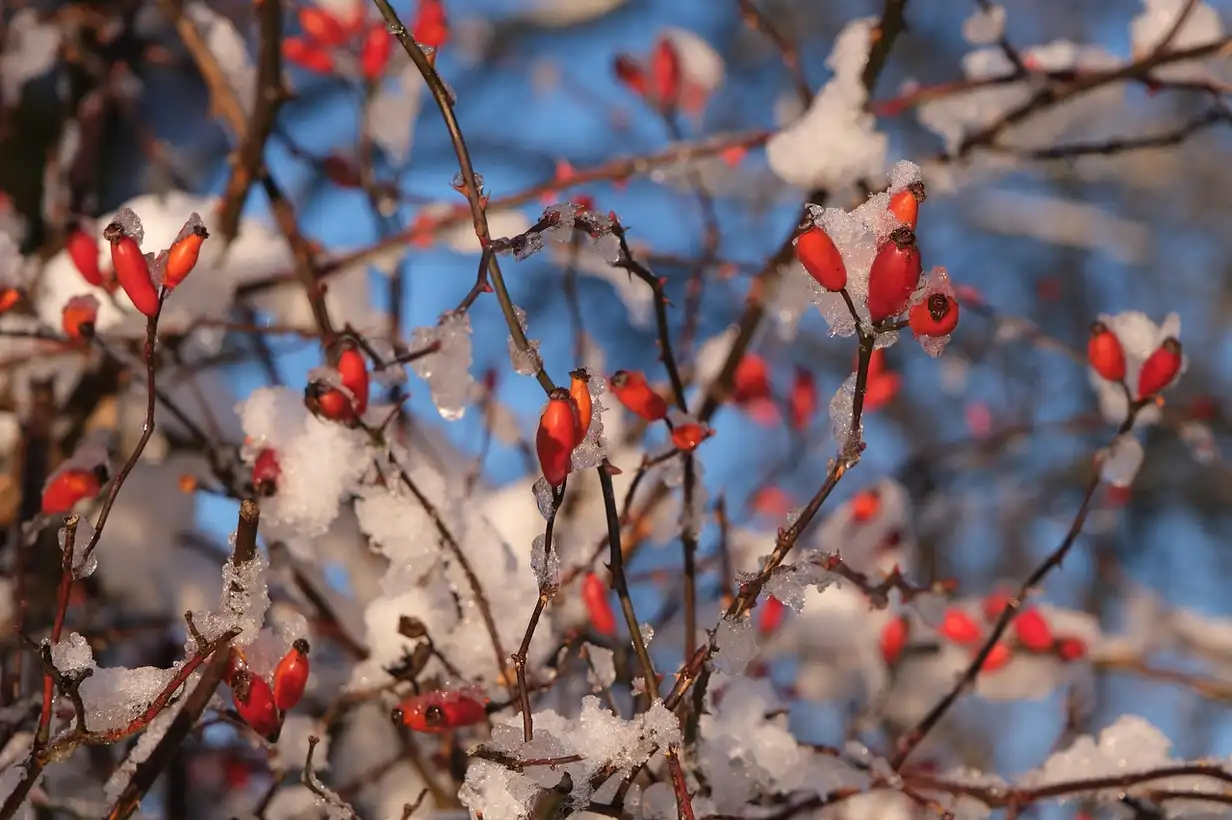 Églantier en haie : comment créer une haie champêtre nourricière 2026