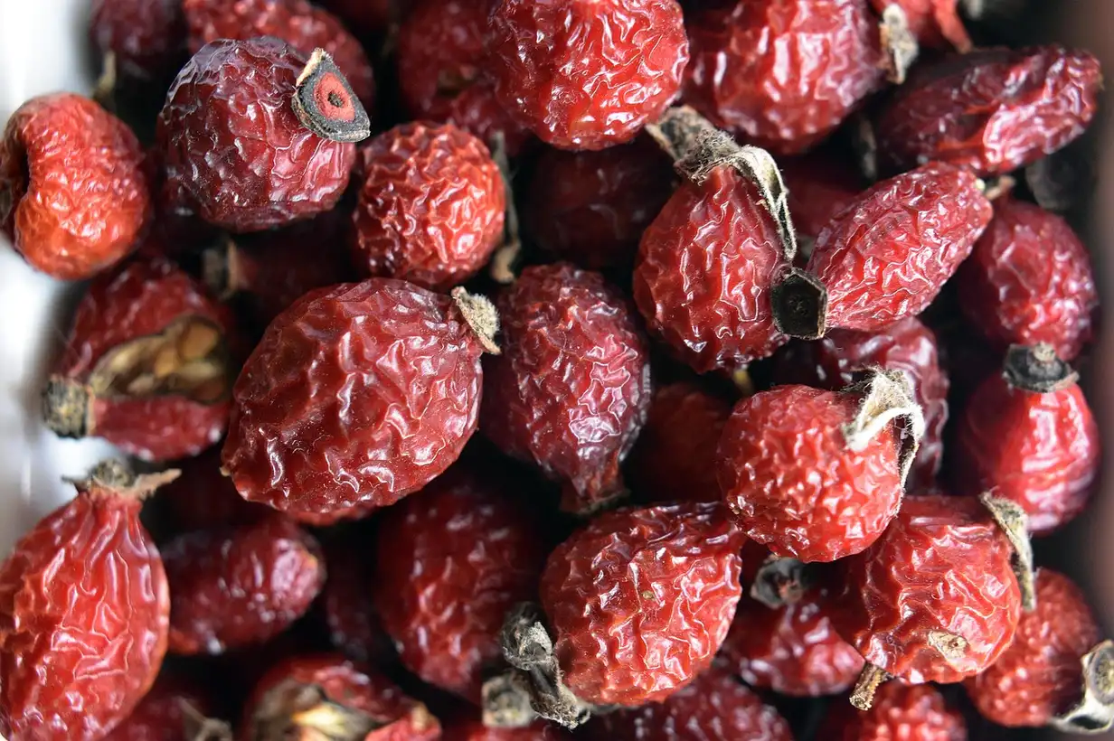 Églantier : reconnaître, récolter et utiliser les cynorhodons sans risque