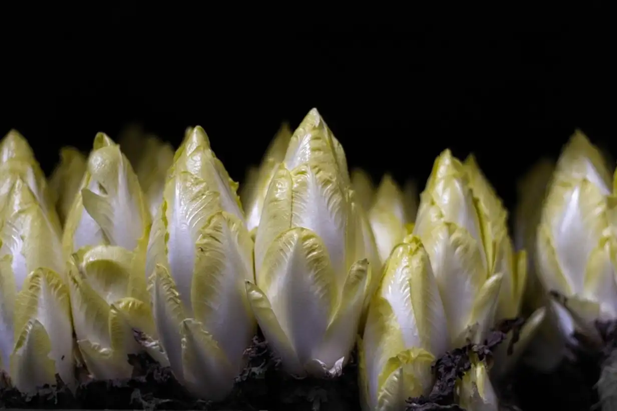 Endive : 7 étapes clés pour réussir le forçage à la maison