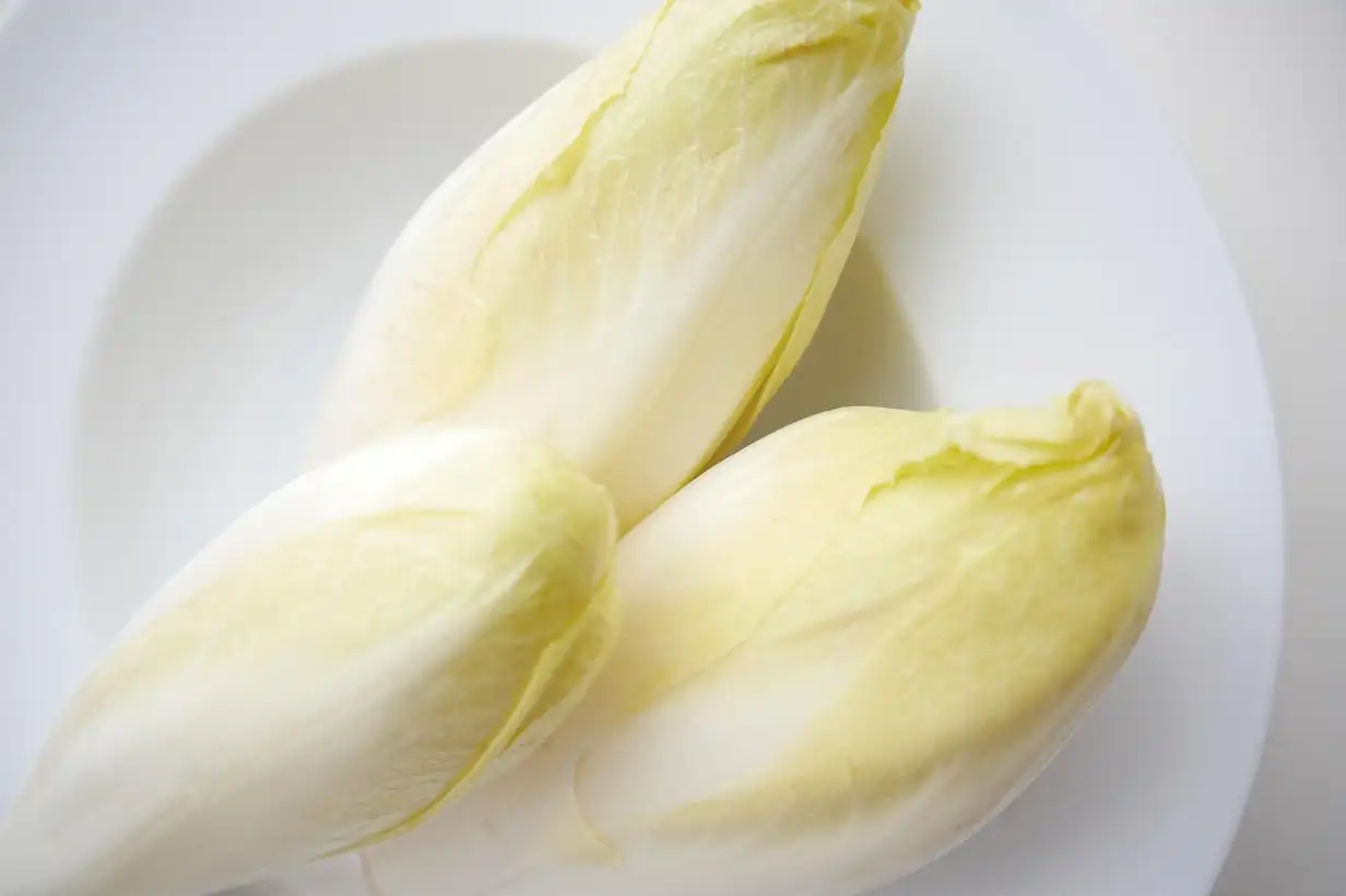 Endive : guide complet pour bien cultiver