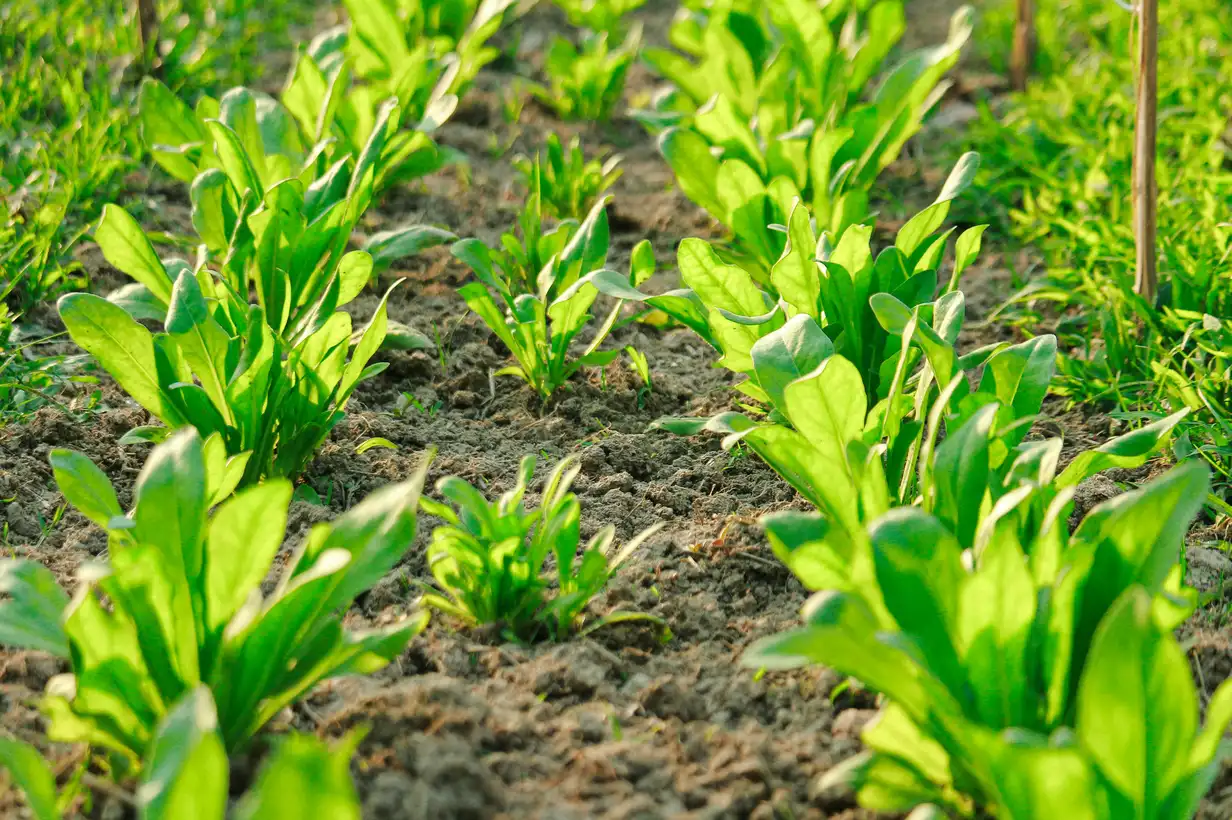 Epinards : 7 erreurs à éviter pour une récolte abondante 2026