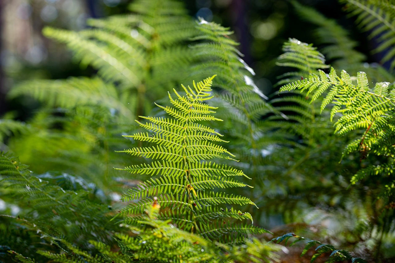 Fougères : le guide complet pour un jardin luxuriant 2026