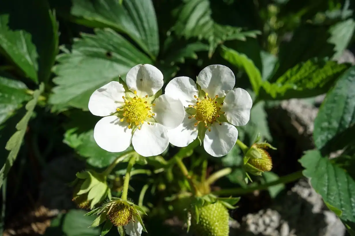Fraise : 7 variétés incontournables à choisir pour votre jardin