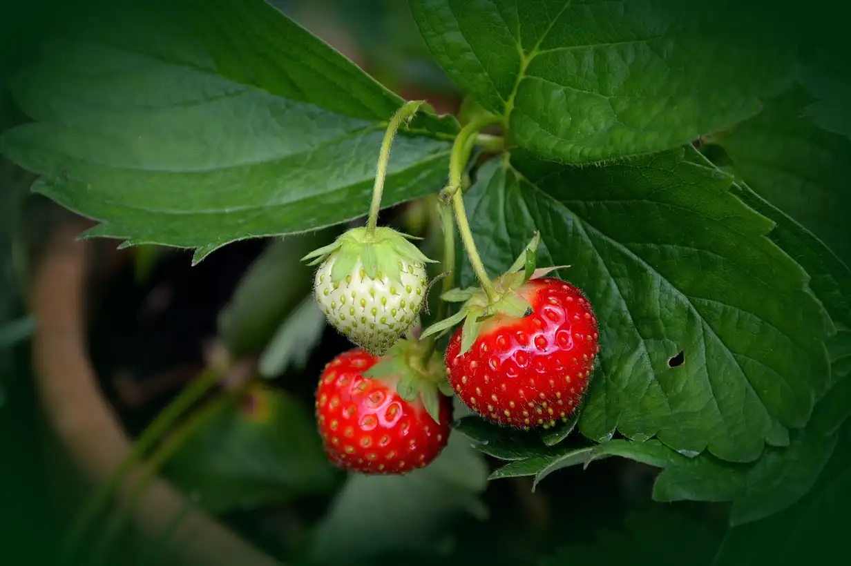 Fraise en pot : réussir une belle récolte sur balcon en 2026