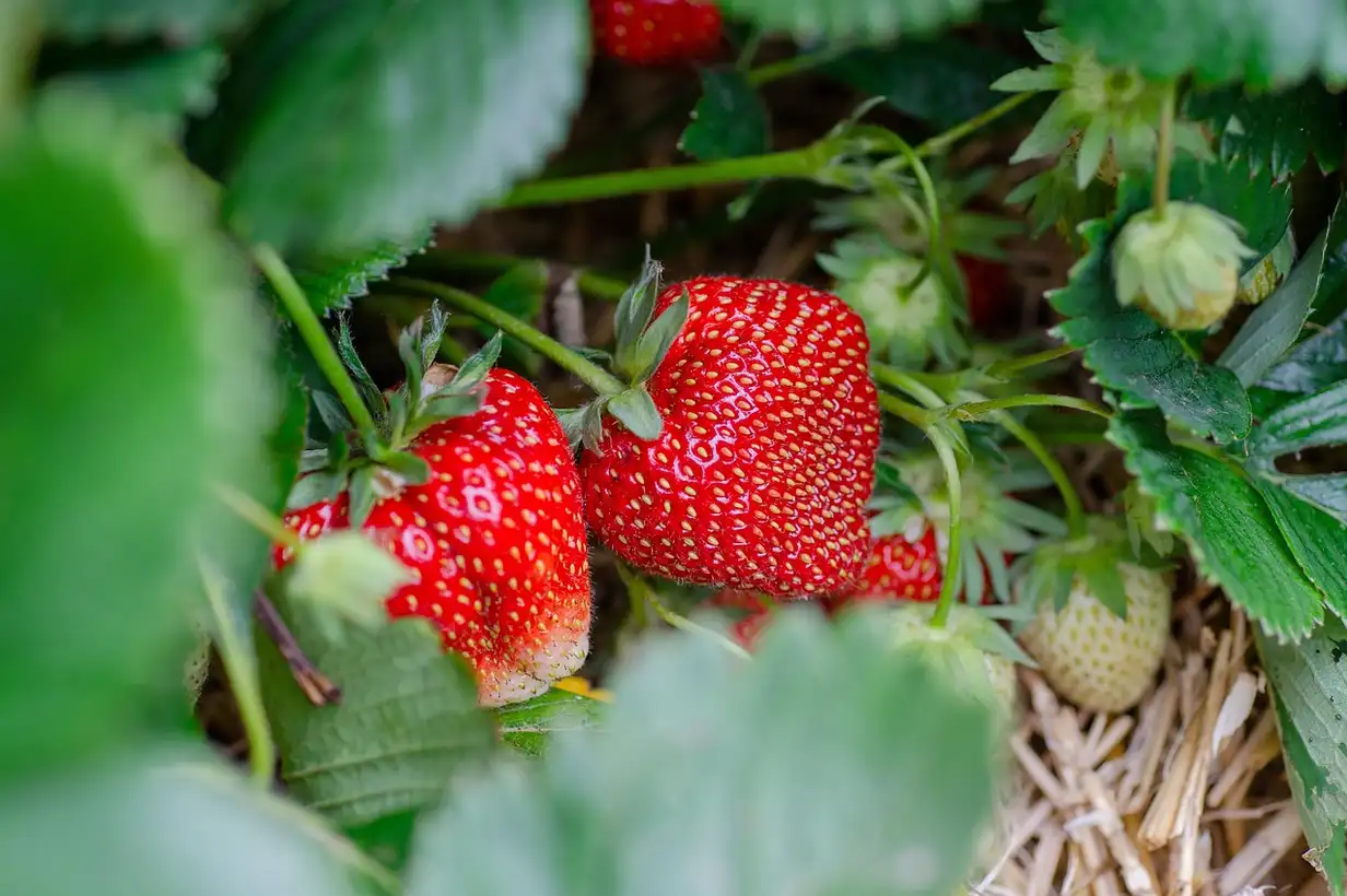 Fraise : guide complet pour planter, entretenir et récolter 2026