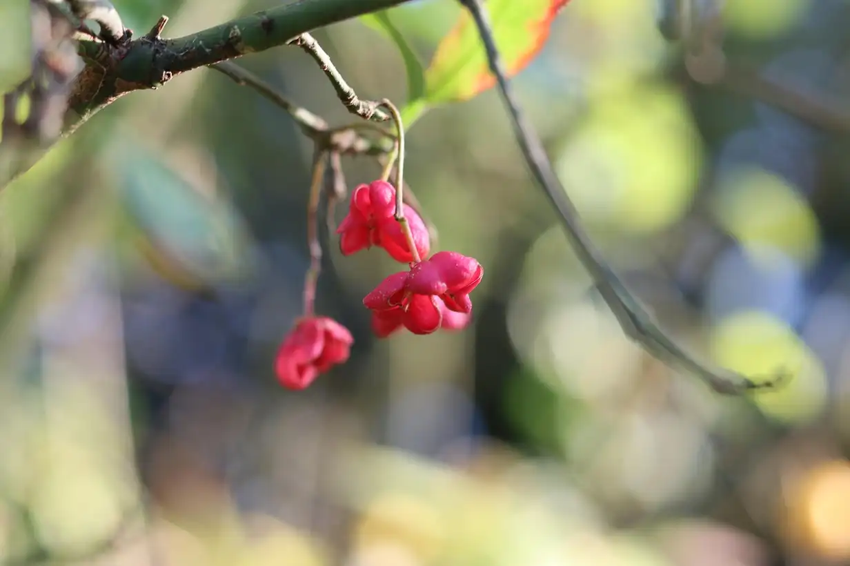 Fusain : 9 erreurs à éviter pour garder un arbuste sain