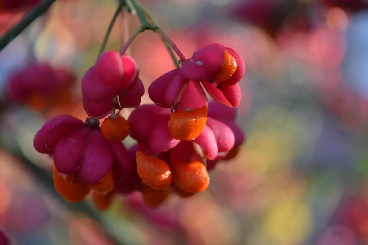 Fusain en haie : 7 conseils clés pour une haie vivante et durable