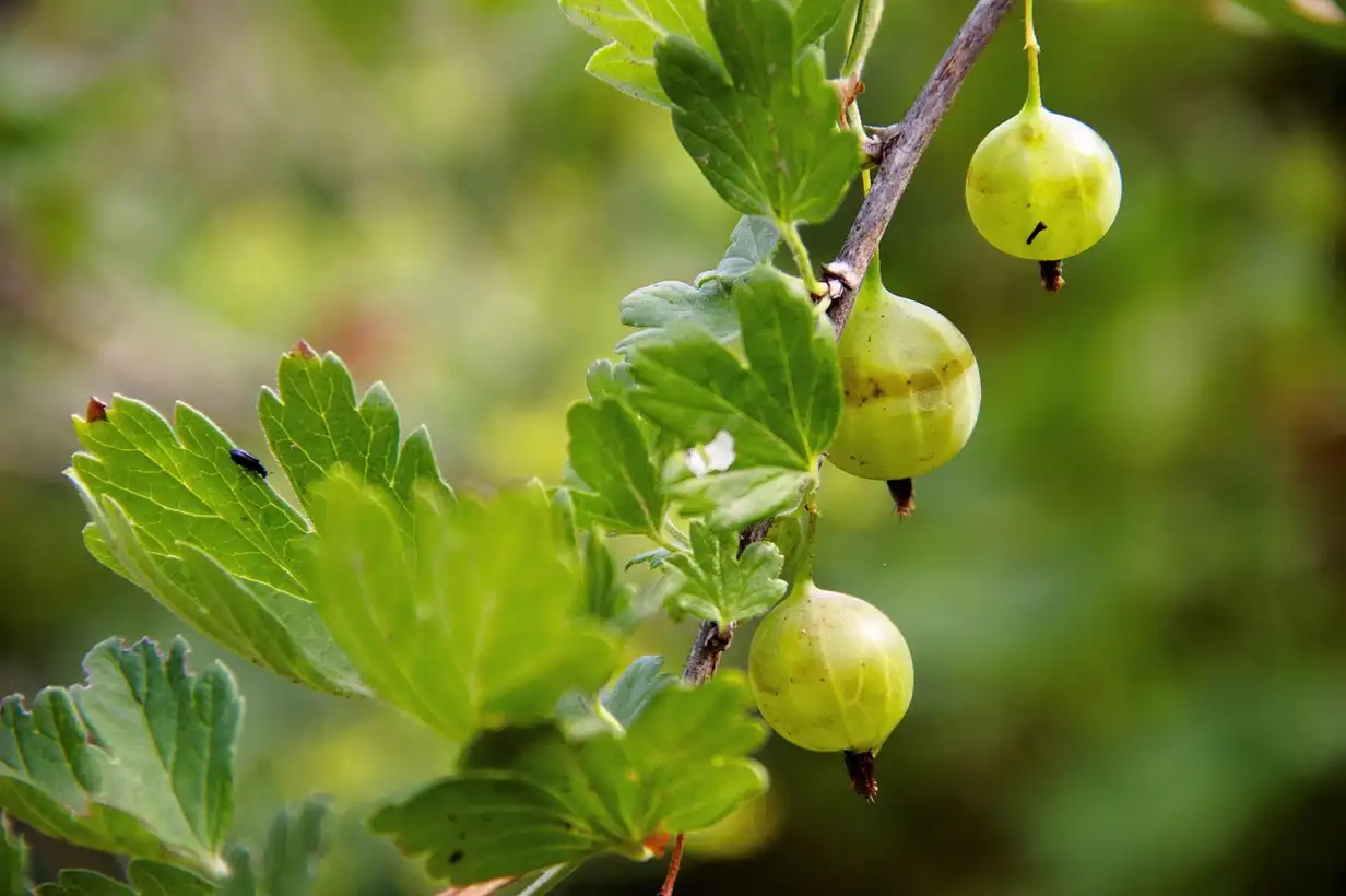 Groseille à maquereau : maladies et solutions naturelles au jardin