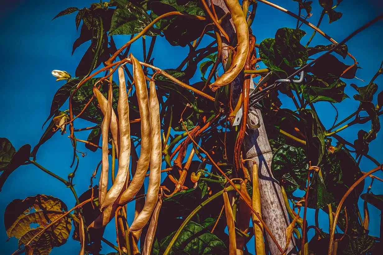 Haricots cocos : maladies et solutions naturelles à connaître