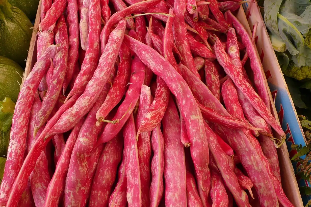 Haricots rouges : variétés et choix pour votre potager