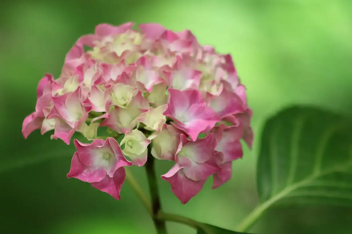 Hortensia en pot : réussir la culture sur balcon et terrasse