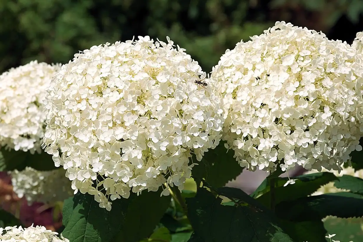 Hortensia et déco : utiliser les fleurs fraîches et séchées 2026