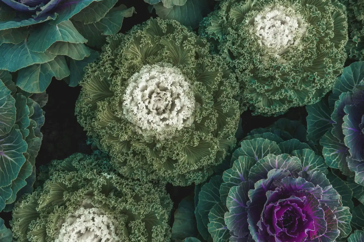 Janvier au jardin : que faire ? 9 travaux essentiels au potager