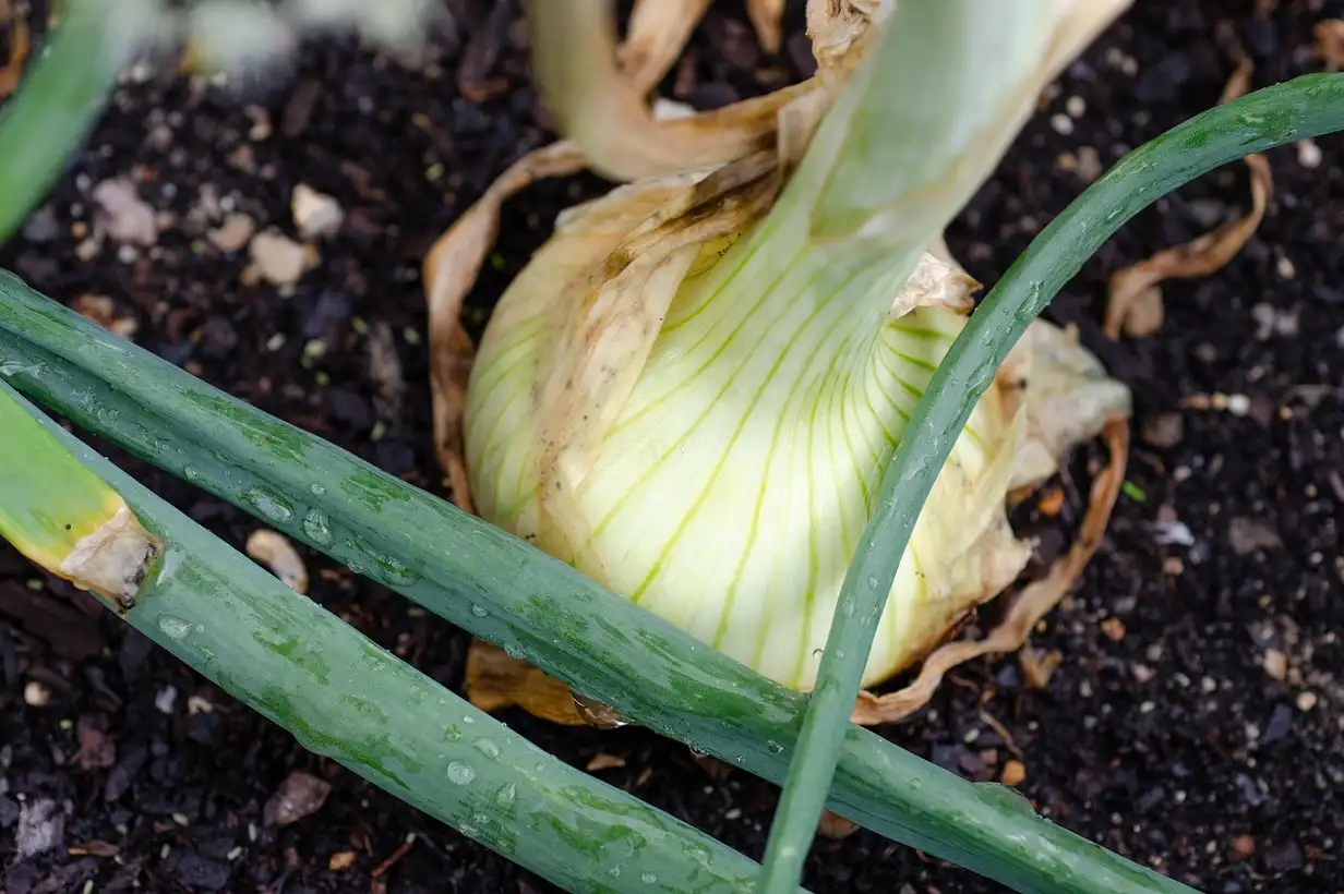 Janvier au jardin : que faire ? Le guide complet 2026